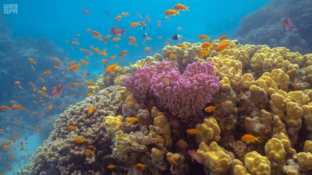 السعودية تعلن عن إطلاق  الوجهة الرائدة لسياحة العلاج  "أمالا"