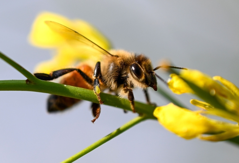 تراجع أعداد النحل يهدد الأمن الغذائي العالمي