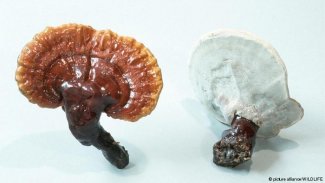 الفطر الريشي الغذاء الصحي المميز لحياة أفضل