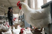 بلغاريا تعلن تفشي سلالة (إتش5إن8) من إنفلونزا الطيور
