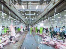 البنك الإسلامي : الإفادة من نحو 908 آلاف رأس من الأنعام في إطار مشروع المملكة " للهدى والأضاحي" 