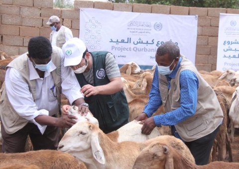 La Ligue Islamique Mondiale apporte une aide aux nécessiteux dans plus de 22 pays dans le monde avec le programme « mouton de l’Aïd »